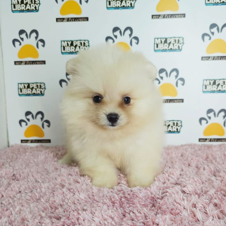 Tiny Pomeranian Puppy (Female) For Sale