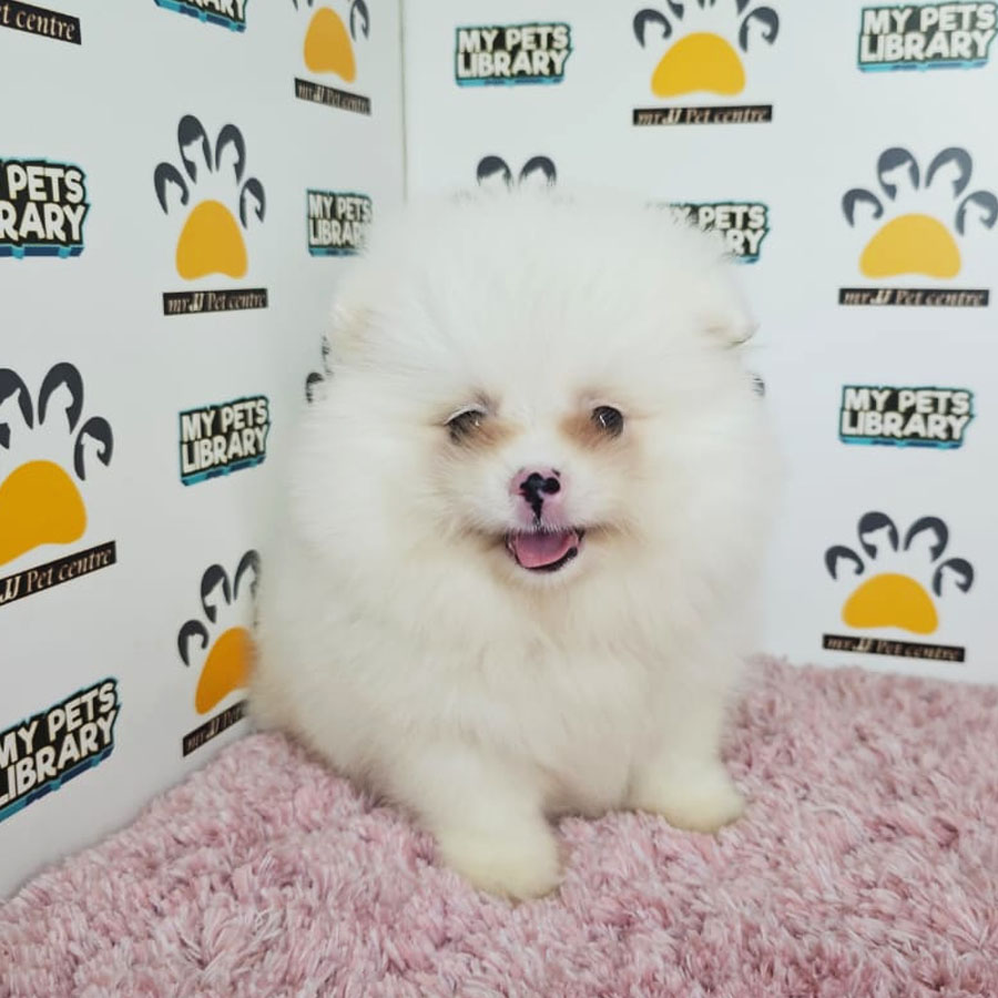 Tiny Pomeranian Puppy (Female) For Sale