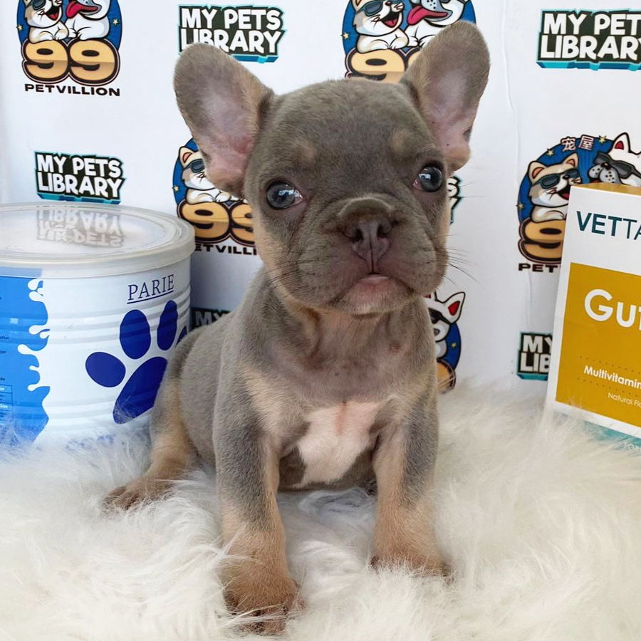 French Bulldog Puppy (Female) For Sale