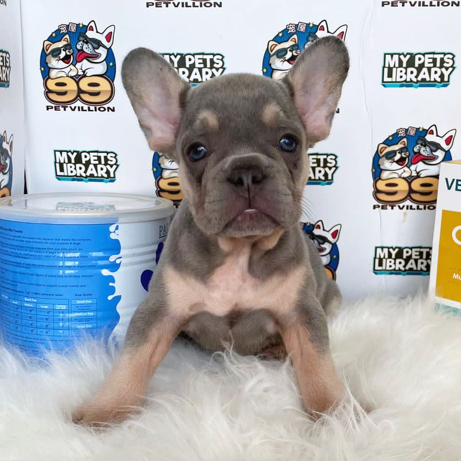French Bulldog Puppy (Male) For Sale