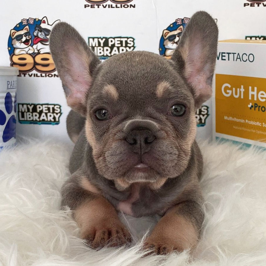 French Bulldog Puppy (Male) For Sale