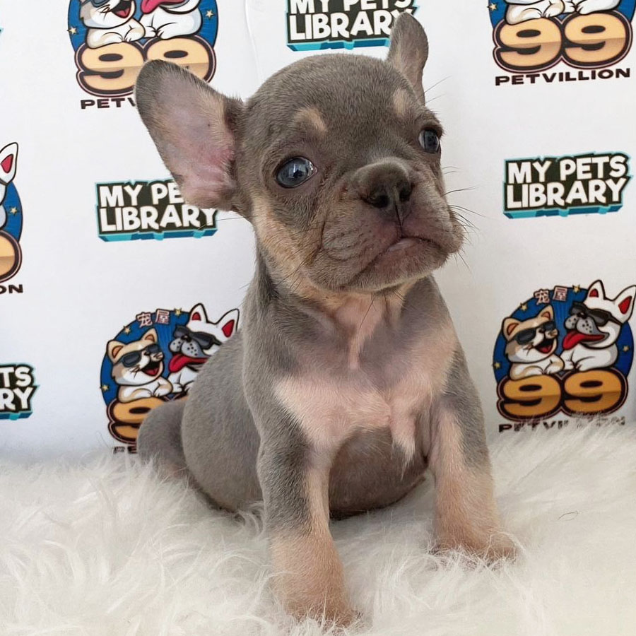 French Bulldog Puppy (Male) For Sale