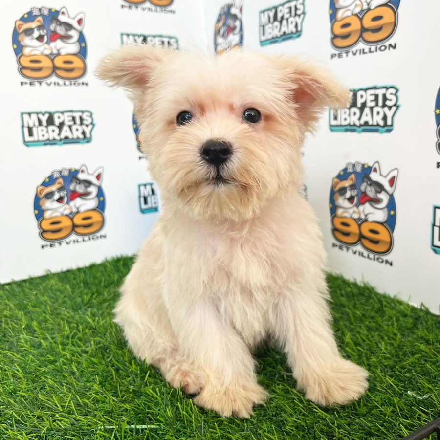 Schnauzer Puppy (Male) For Sale