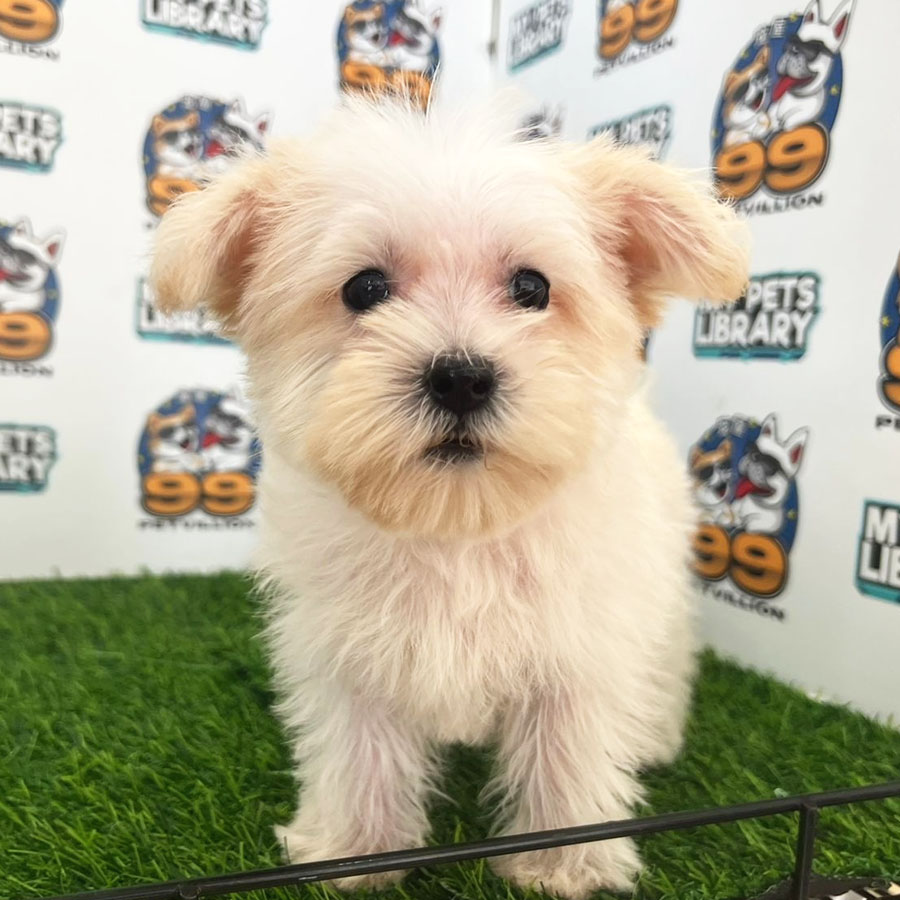 Schnauzer Puppy (Female) For Sale