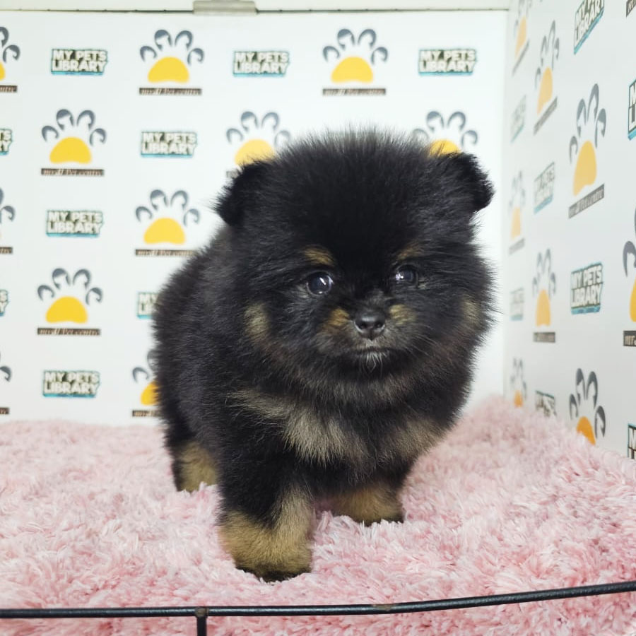 Tiny Pomeranian Puppy (Female) For Sale