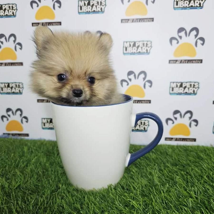 Teacup Pomeranian Puppy (Male) For Sale