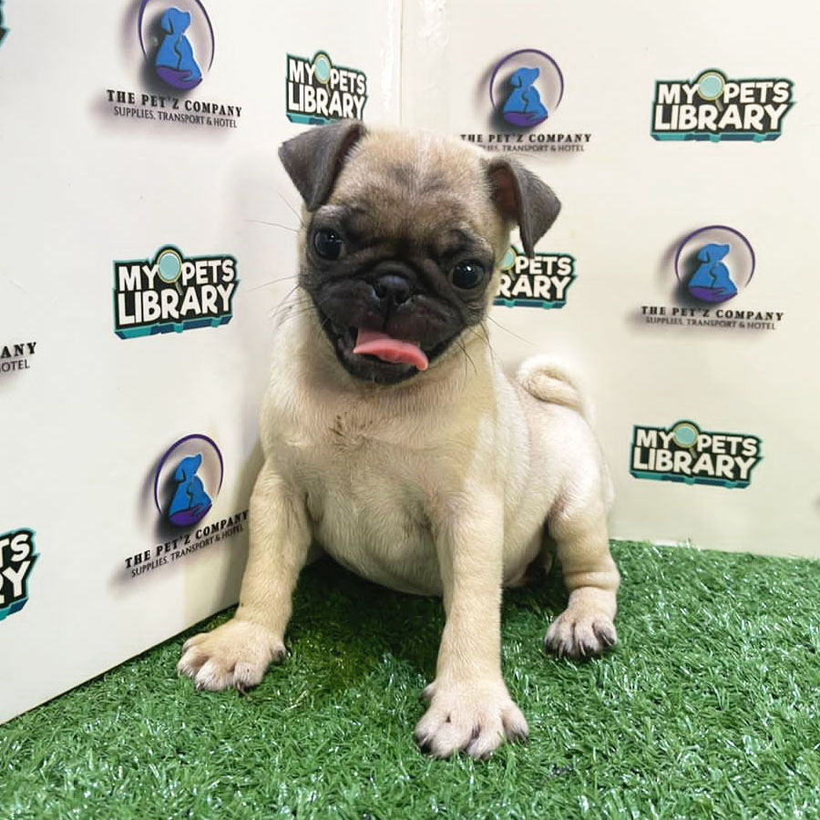 Pug Puppy (Male) For Sale