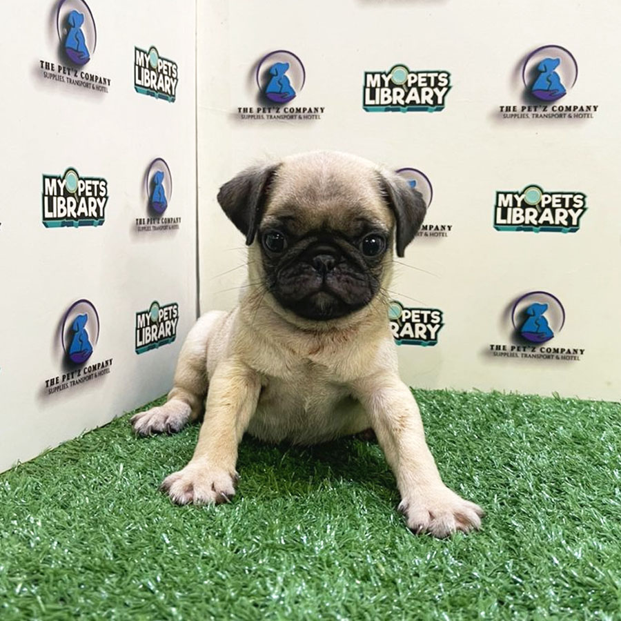 Pug Puppy (Male) For Sale