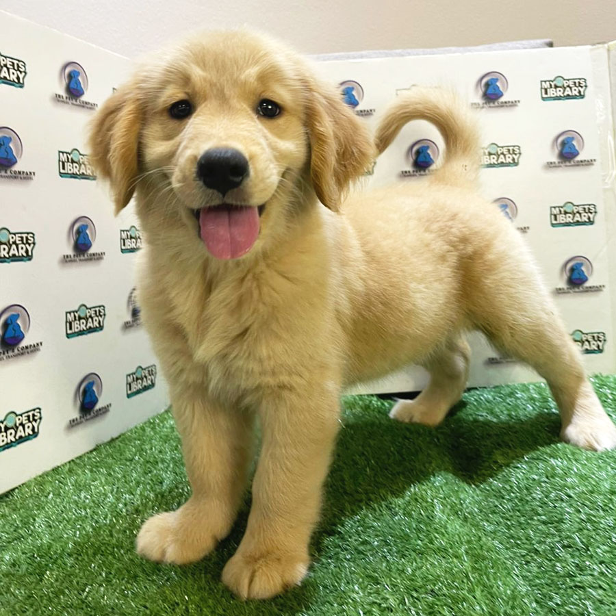 Golden Retriever Puppy (Female) For Sale