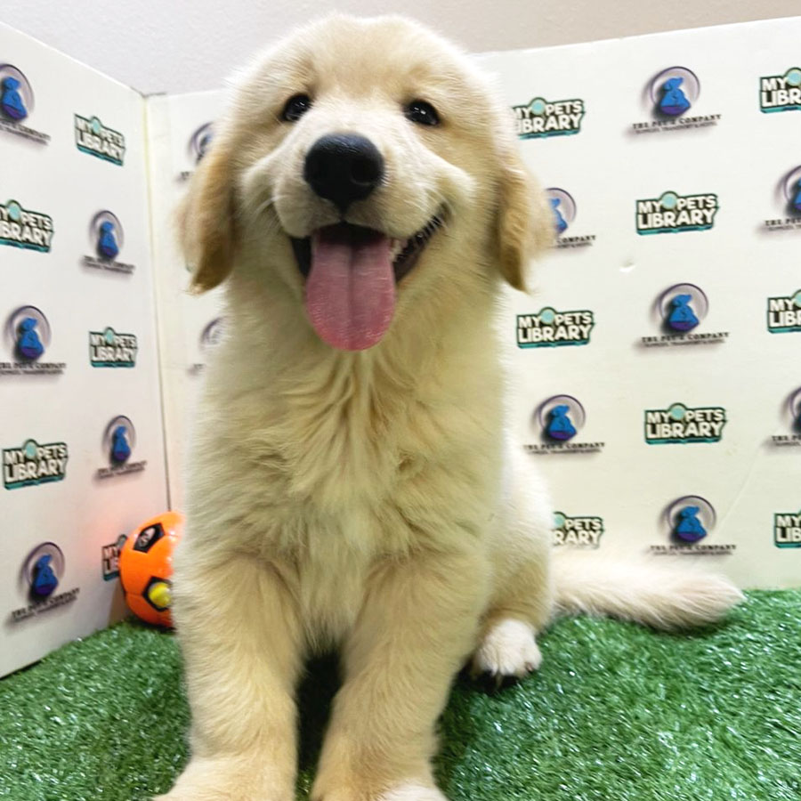 Golden Retriever Puppy (Male) For Sale