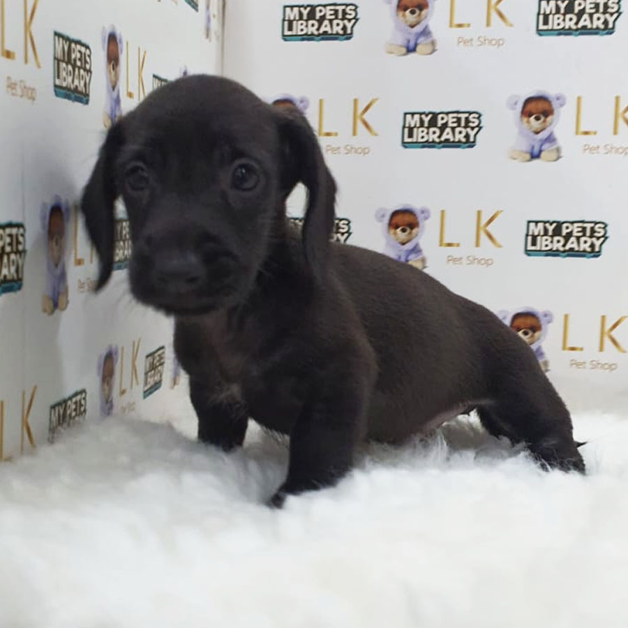 Shortcoat Miniature Dachshund Puppy (Male) For Sale