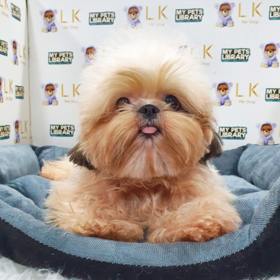 Shih Tzu Puppy (Female) For Sale