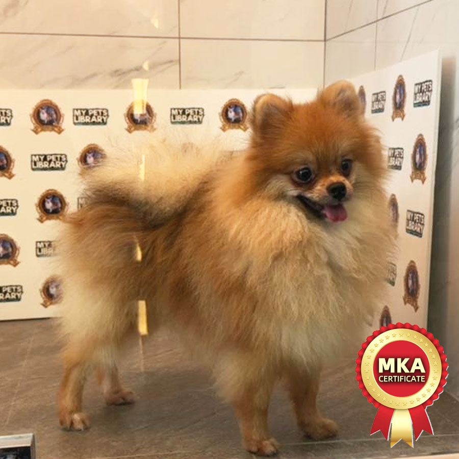MKA Pomeranian Puppy (Male) For Sale