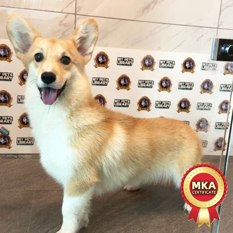 MKA Welsh Corgi Puppy (Male) For Sale