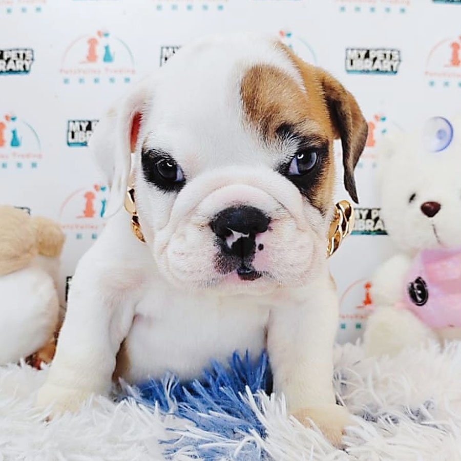English Bulldog Puppy (Male) For Sale
