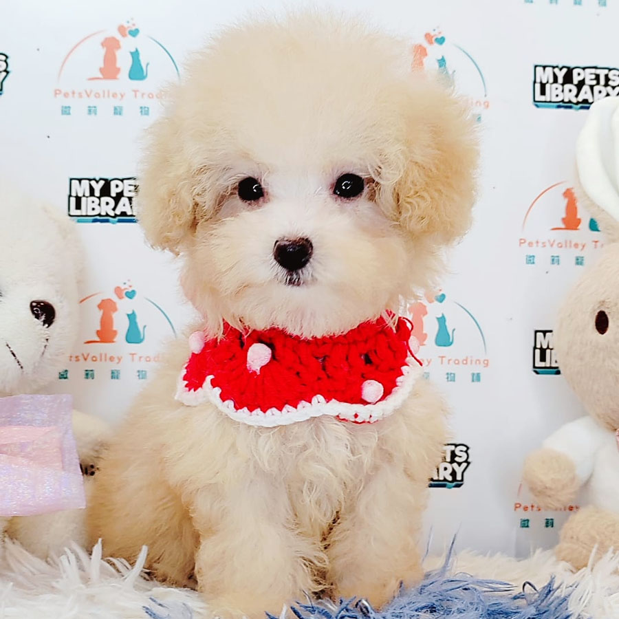 Toy Poodle Puppy (Female) For Sale