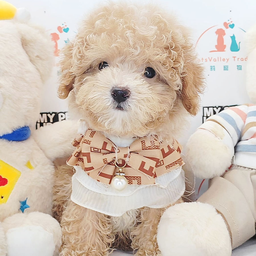Tiny Poodle Puppy (Male) For Sale
