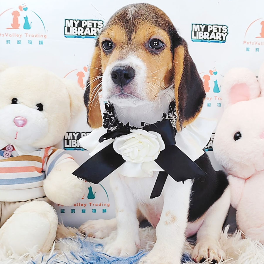 Beagle Puppy (Male) For Sale