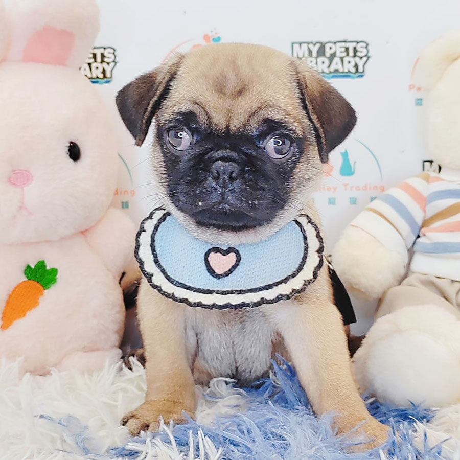 Pug Puppy (Male) For Sale