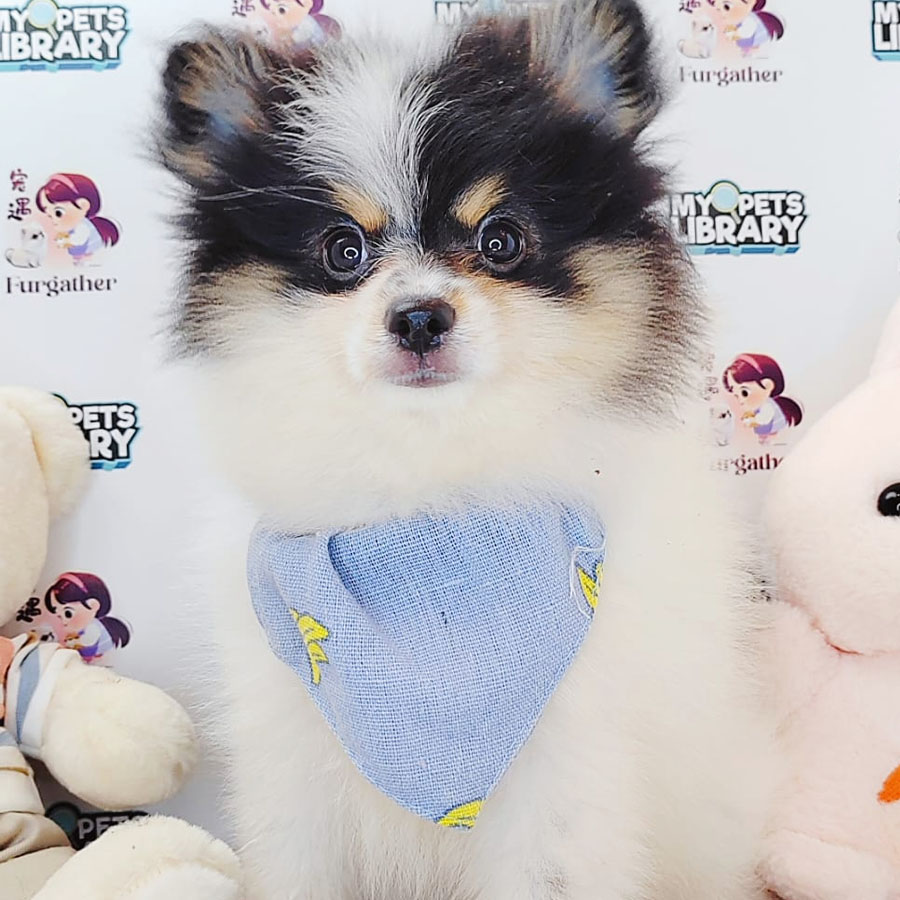Pomeranian Puppy (Female) For Sale