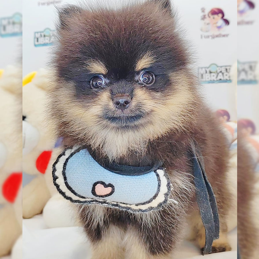Pomeranian Puppy (Male) For Sale