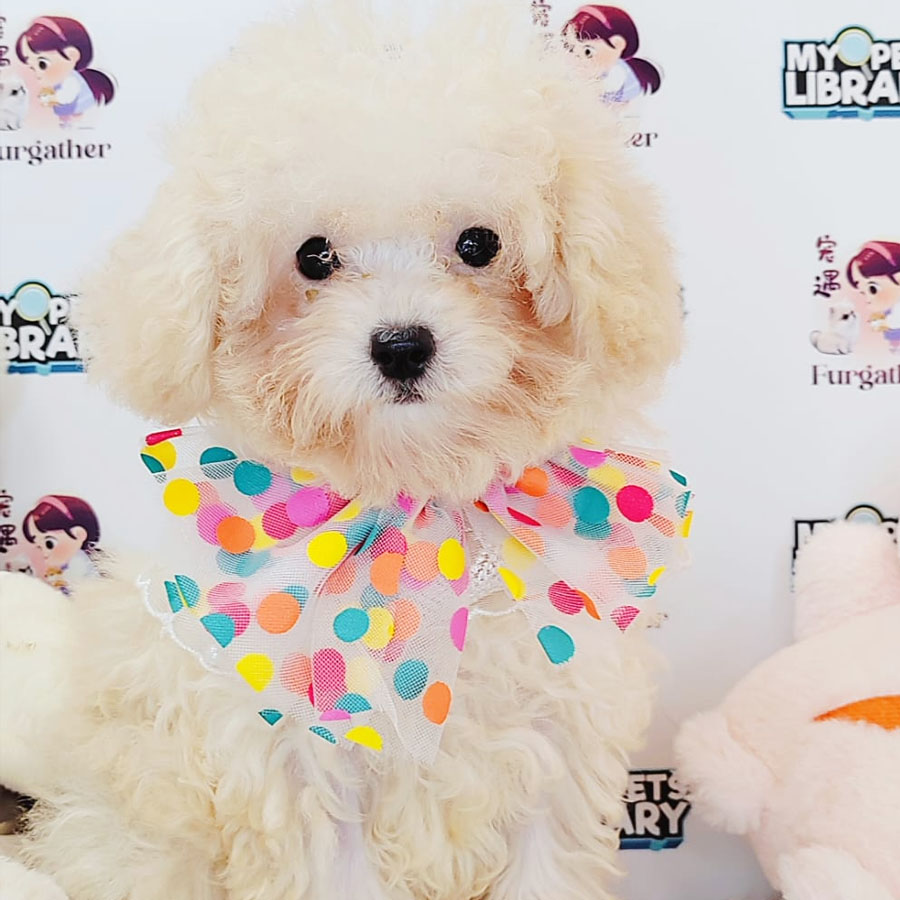 Maltipoo Puppy (Female) For Sale