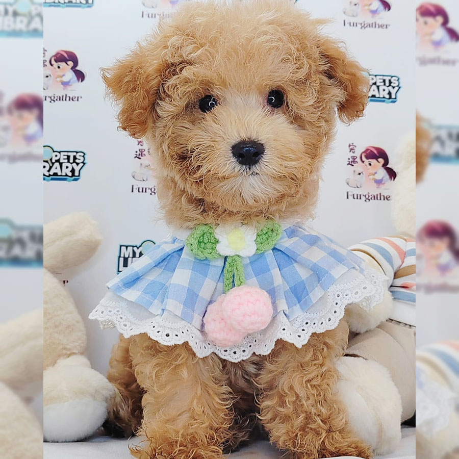 Toy Poodle Puppy (Male) For Sale