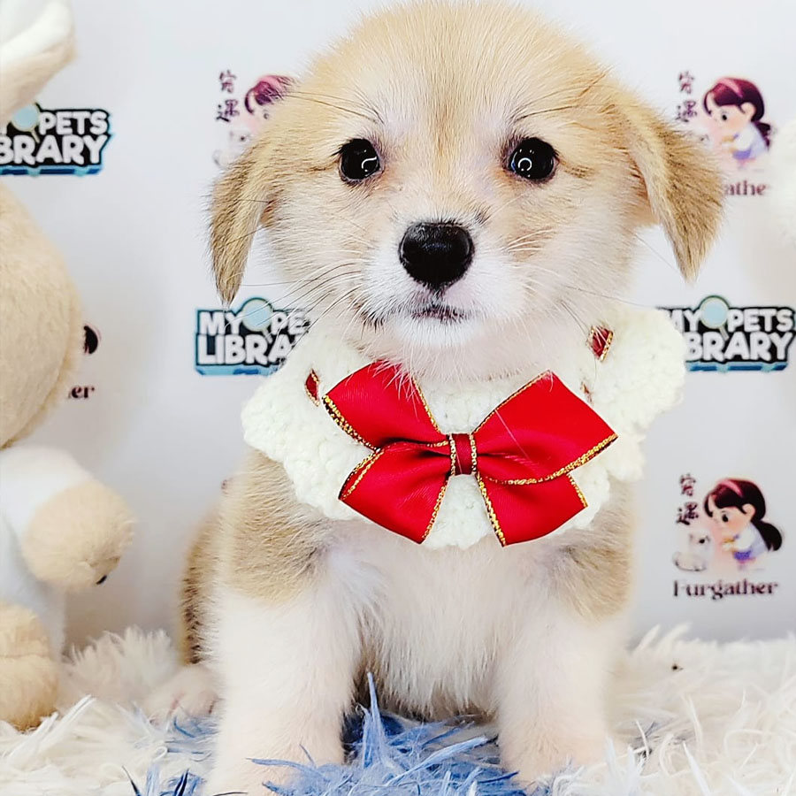 Welsh Corgi Puppy (Female) For Sale