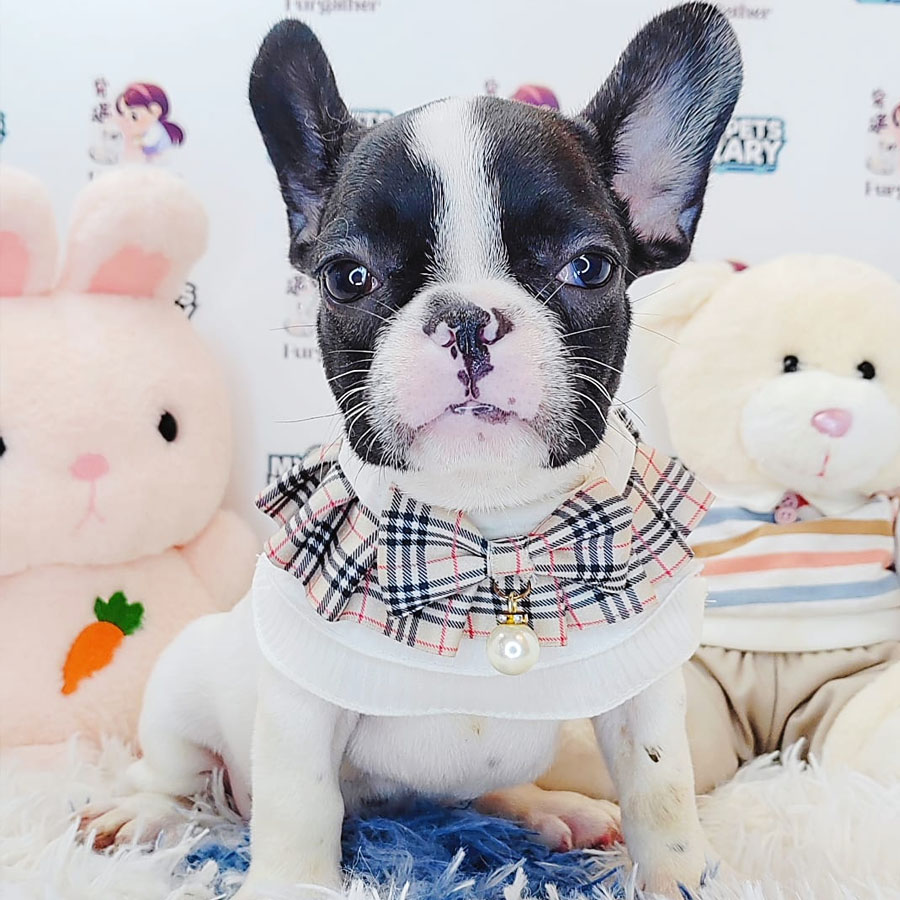 French Bulldog Puppy (Female) For Sale