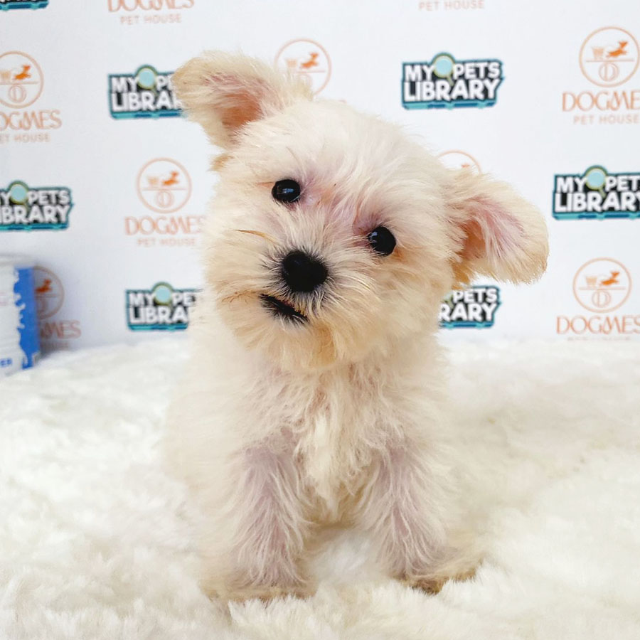 Schnauzer Puppy (Female) For Sale