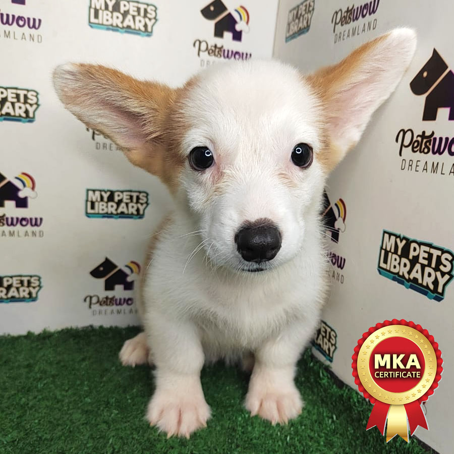 MKA Welsh Corgi Puppy (Male) For Sale