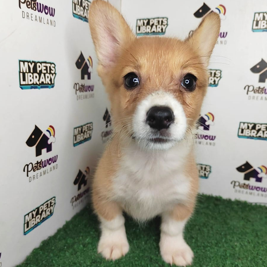Welsh Corgi Puppy (Male) For Sale