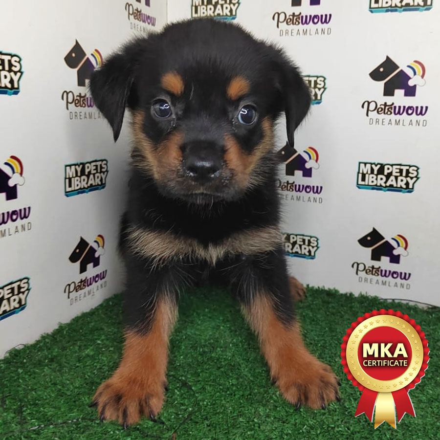 MKA Rottweiler Puppy (Female) For Sale