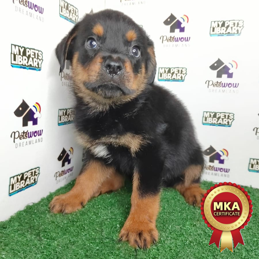 MKA Rottweiler Puppy (Male) For Sale