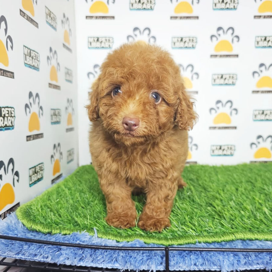 Tiny Poodle Puppy (Male) For Sale