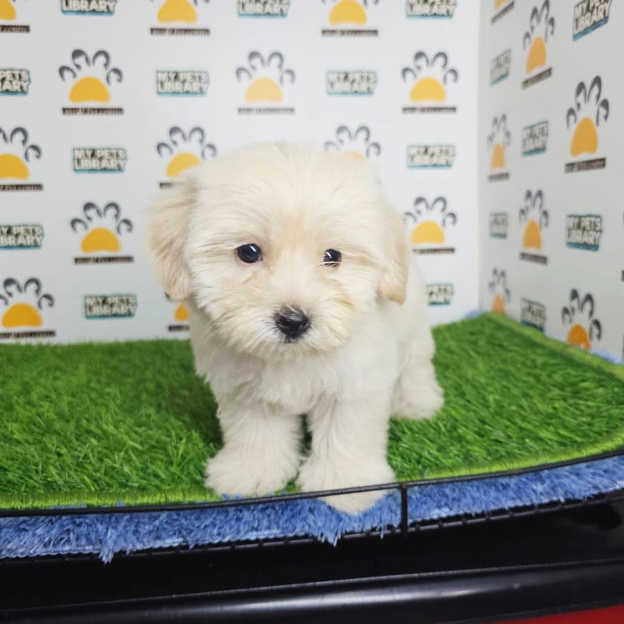 Maltipoo Puppy (Male) For Sale