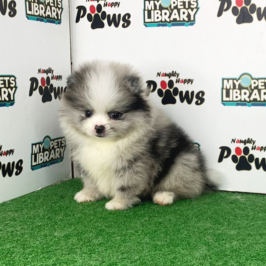 Pomeranian Puppy (Male) For Sale