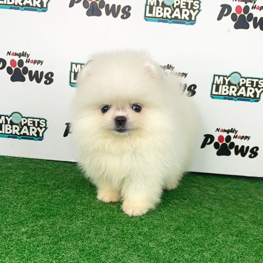 Pomeranian Puppy (Male) For Sale