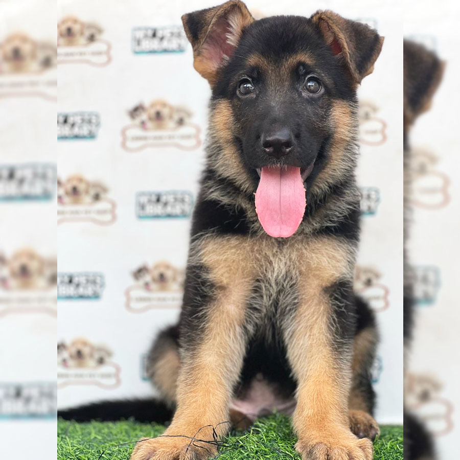 German Shepherd Puppy (Male) For Sale