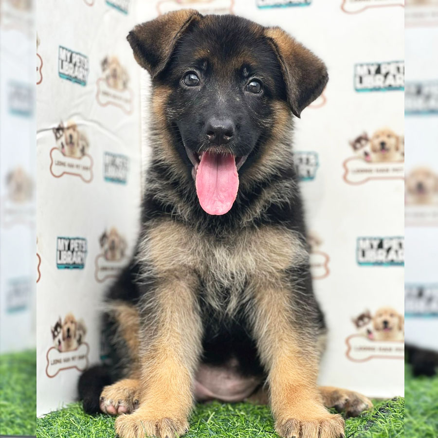 German Shepherd Puppy (Female) For Sale
