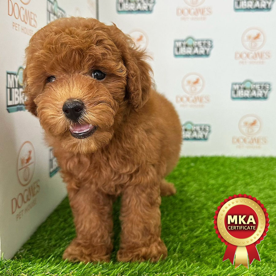 MKA Toy Poodle Puppy (Male) For Sale
