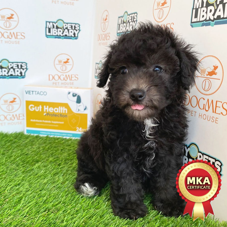 MKA Toy Poodle Puppy (Female) For Sale