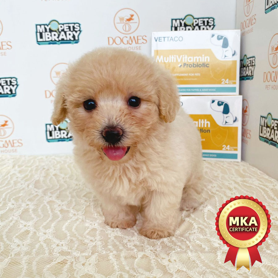 MKA Toy Poodle Puppy (Female) For Sale
