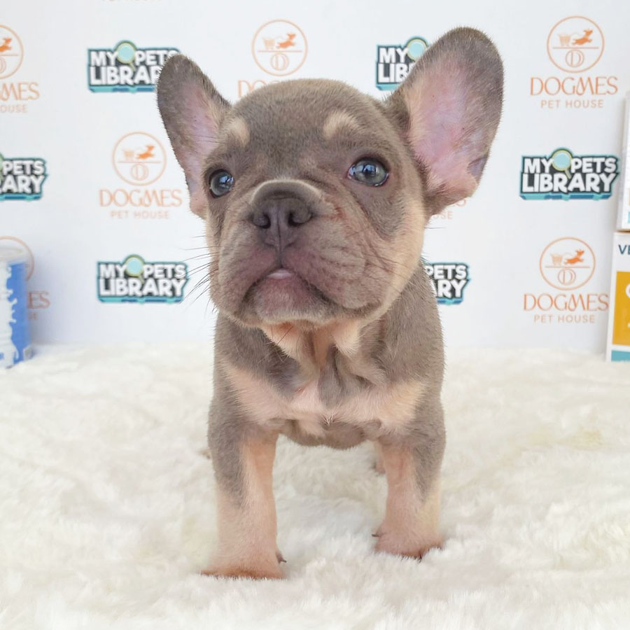 French Bulldog Puppy (Male) For Sale
