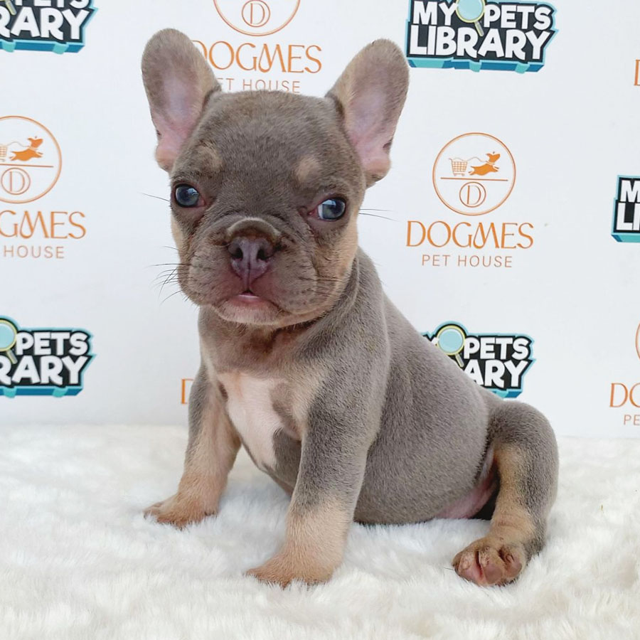 French Bulldog Puppy (Female) For Sale
