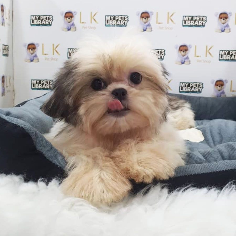 Shih Tzu Puppy (Female) For Sale