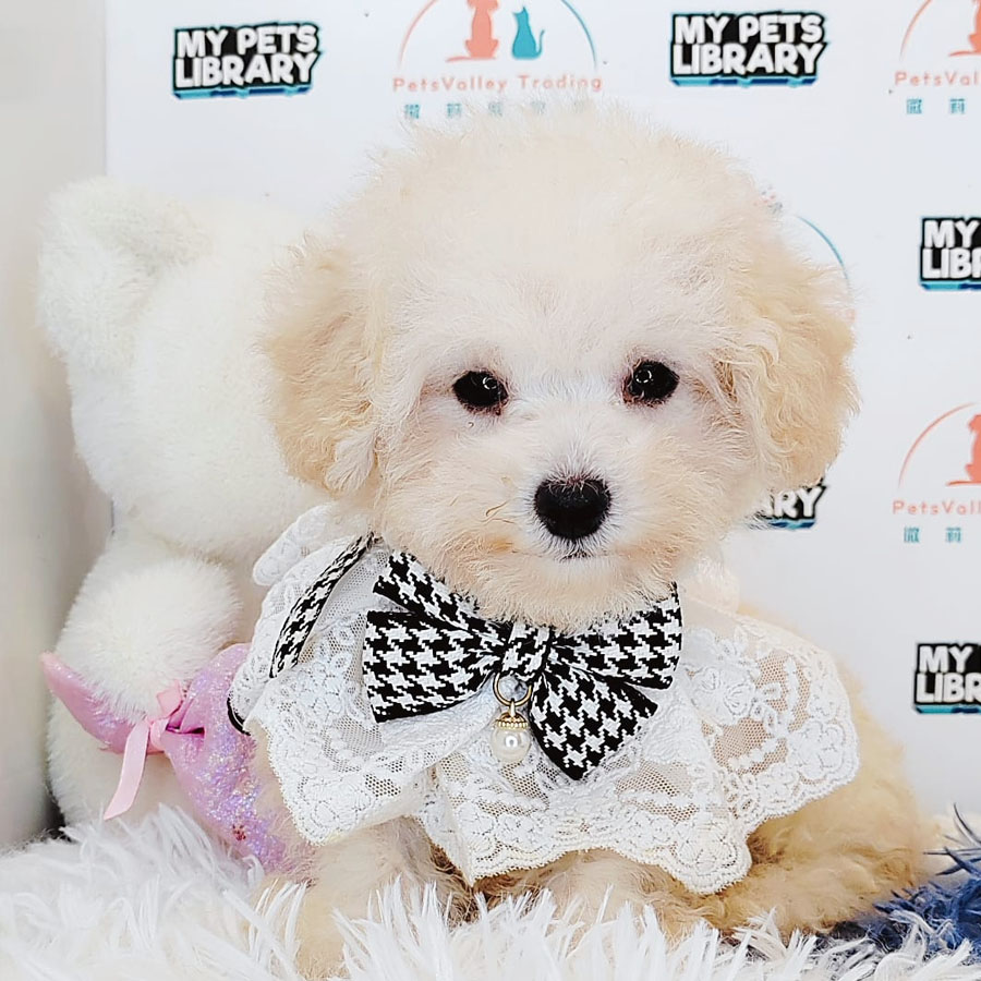 Toy Poodle Puppy (Male) For Sale