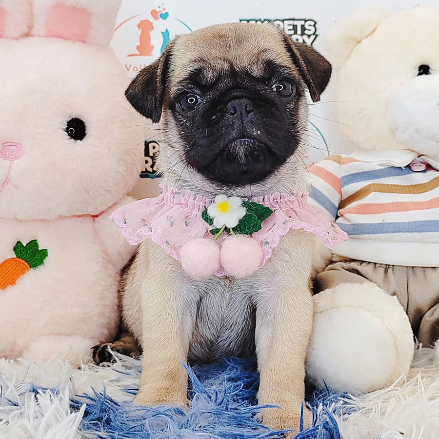 Pug Puppy (Female) For Sale