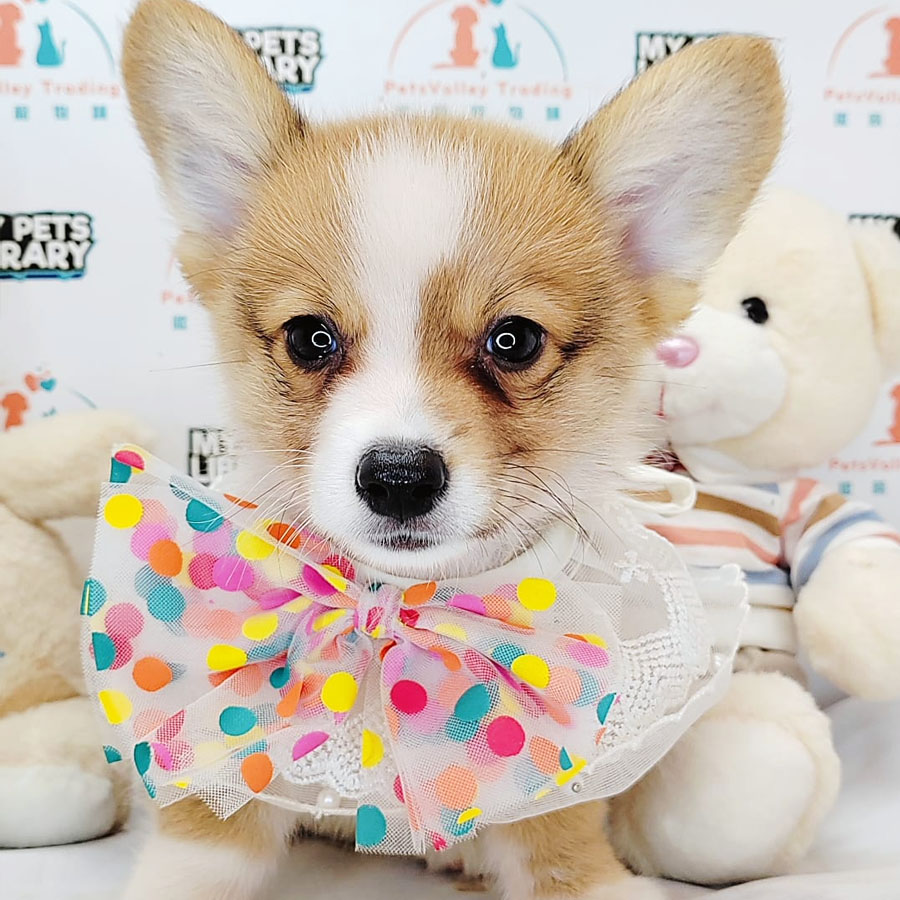 Welsh Corgi Puppy (Female) For Sale