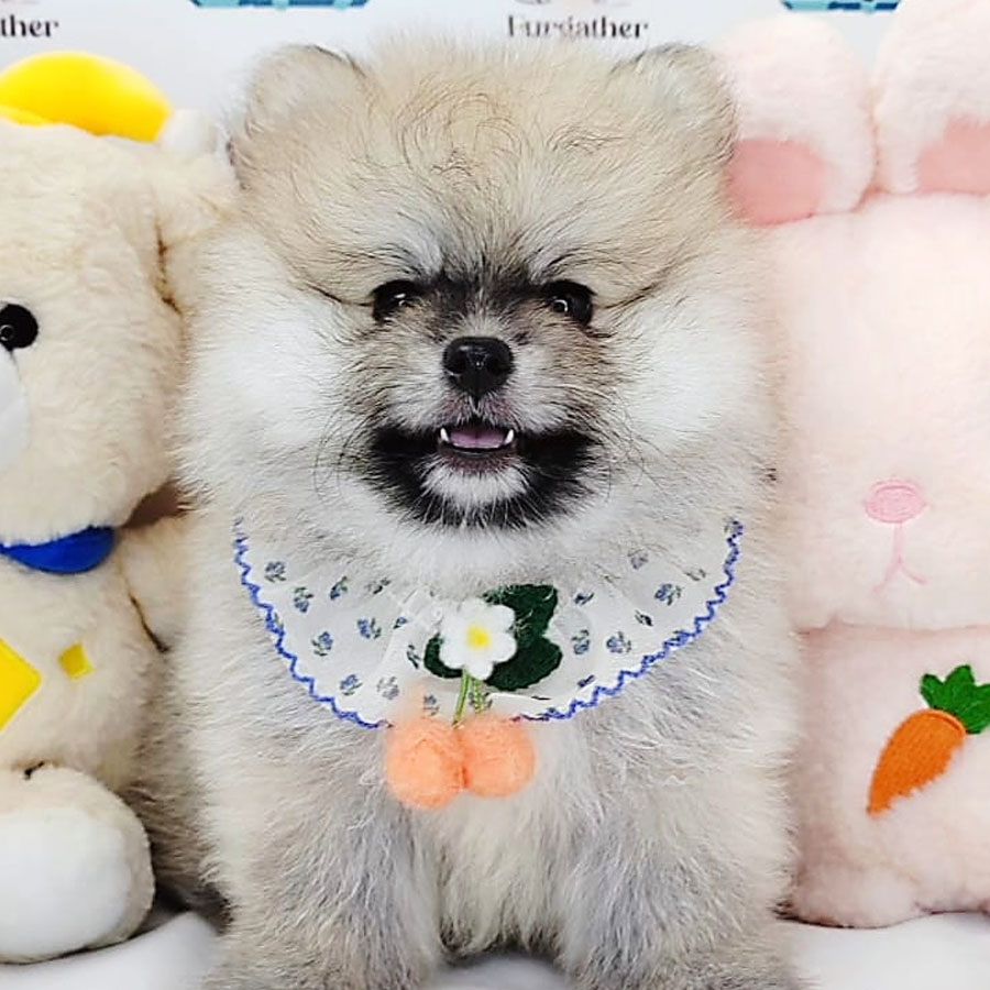 Pomeranian Puppy (Male) For Sale
